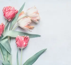 Schöne bunte Tulpen als Motiv für Einladungskarten zur Gartenparty oder Sommerfest