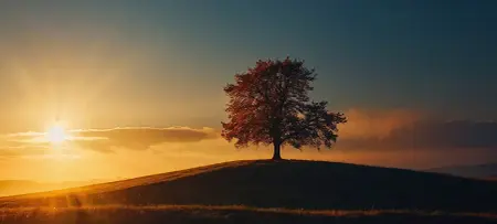 Sterbebilder Trauerkarten Motiv Hügellandschaft mit Baum im Sonnenuntergang
