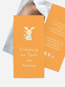 Hase