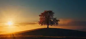 Sterbebilder Trauerkarten Motiv Hügellandschaft mit Baum im Sonnenuntergang