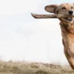 Hund in Action