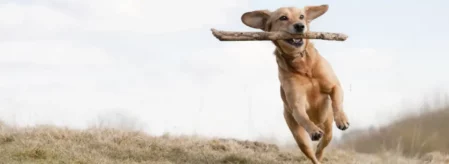 Hund in Action