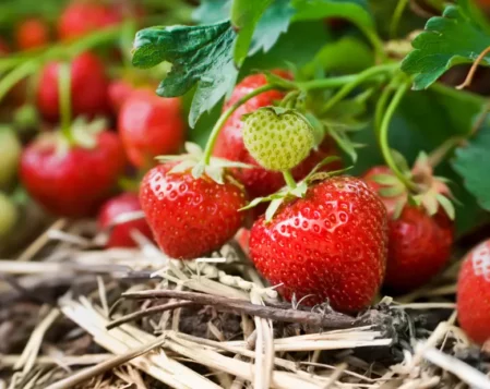 Erdbeeren im eigenen Garten anbauen und ernten