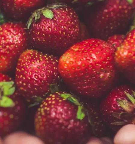 Erdbeeren pflücken: eine Handvoll reifer Erdbeeren