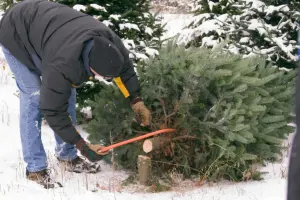 Mann sägt Tanne für Weihnachten