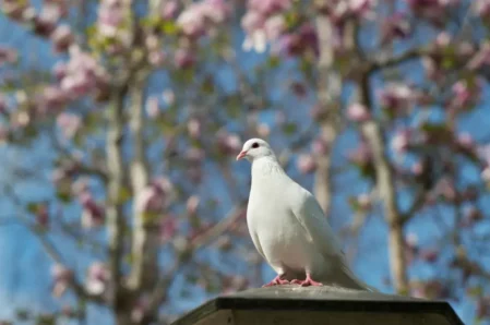 Weiße Taube im Frühling