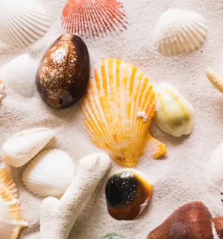 Basteln mit Muscheln, unterschiedliche Muscheln und Seesterne vom Strand für maritime DIY Projekte, natürliche Dekoration oder Tischdeko basteln