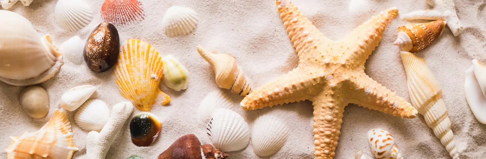 Basteln mit Muscheln, unterschiedliche Muscheln und Seesterne vom Strand für maritime DIY Projekte, natürliche Dekoration oder Tischdeko basteln
