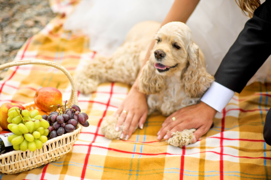 Brautpaar, Hund, Picknickdecke