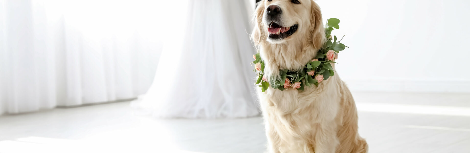 Hund und Hochzeit: Wie vereinbaren?