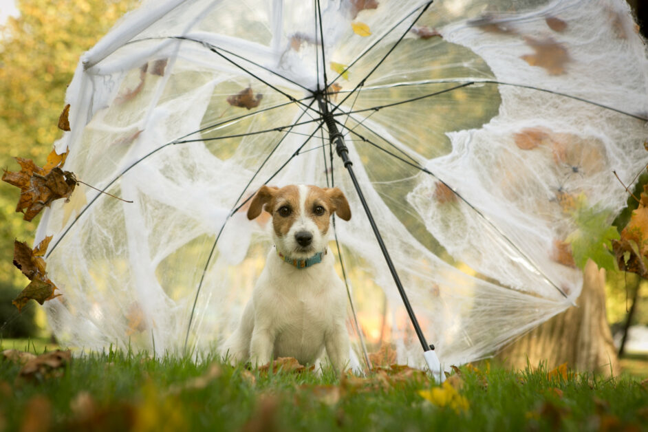 Hund, Schirm